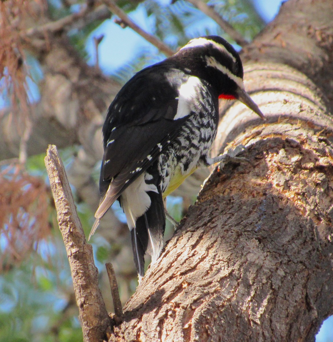 Williamson's Sapsucker - ML647104282