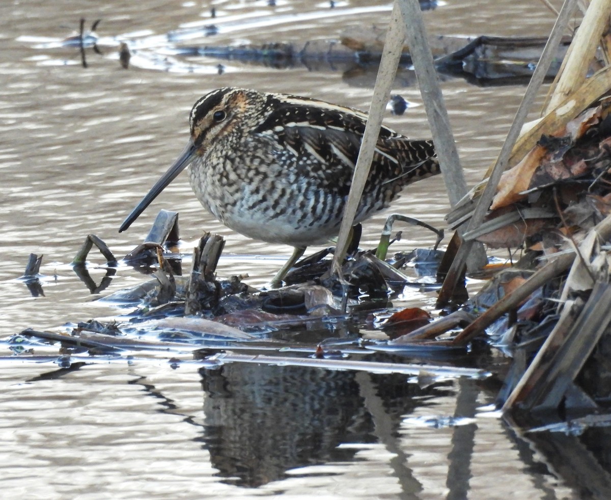 Wilson's Snipe - ML647104283