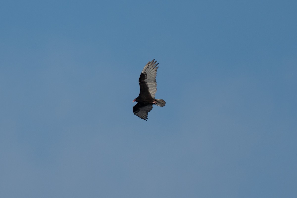 Turkey Vulture - ML647104284