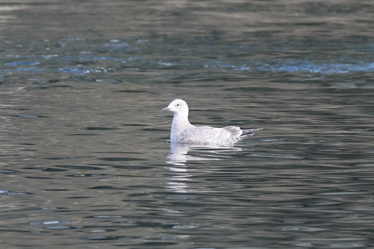 Iceland Gull (Thayer's) - ML647104285