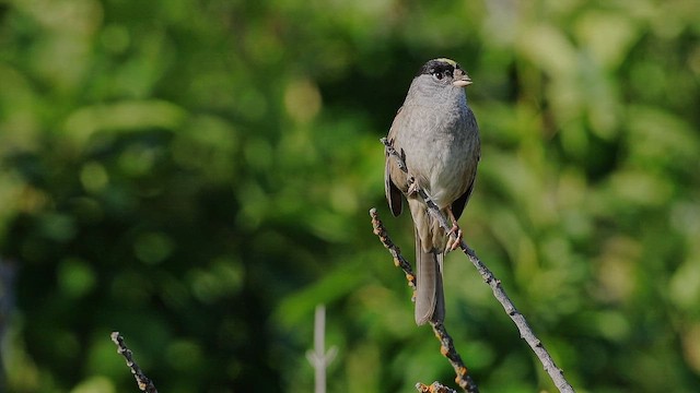 Golden-crowned Sparrow - ML647104286