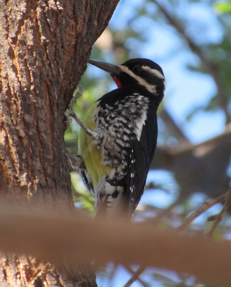 Williamson's Sapsucker - ML647104287