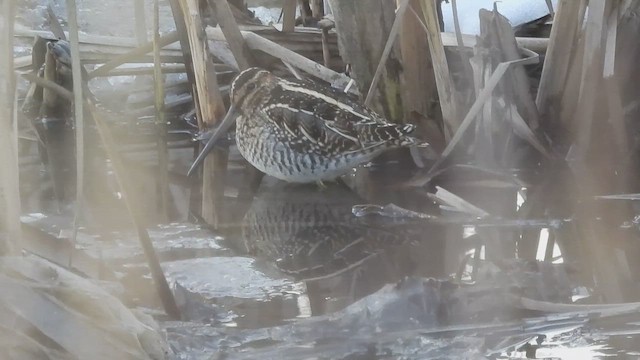 Wilson's Snipe - ML647104288
