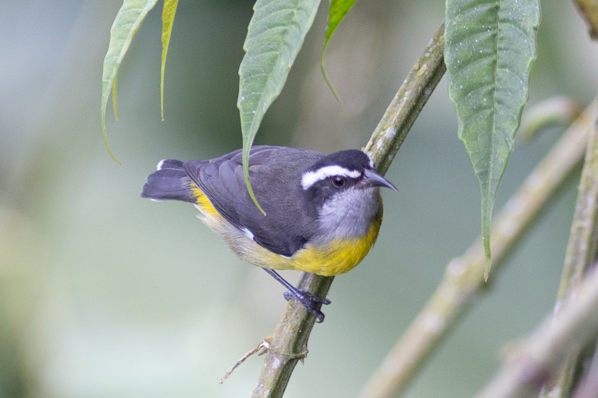 マミジロミツドリ（luteola グループ） - ML647104294