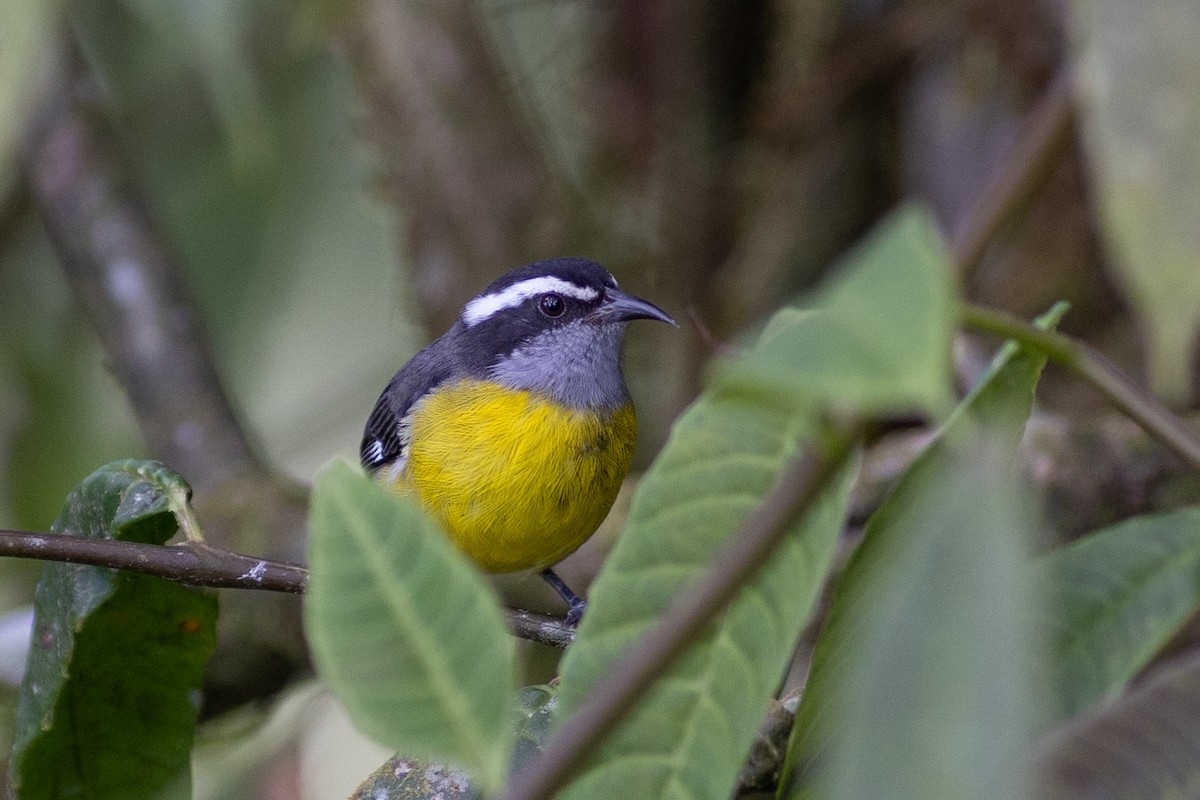 マミジロミツドリ（luteola グループ） - ML647104295