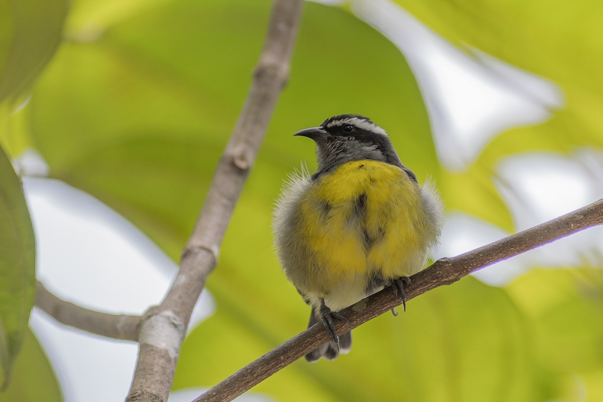 マミジロミツドリ（luteola グループ） - ML647104296