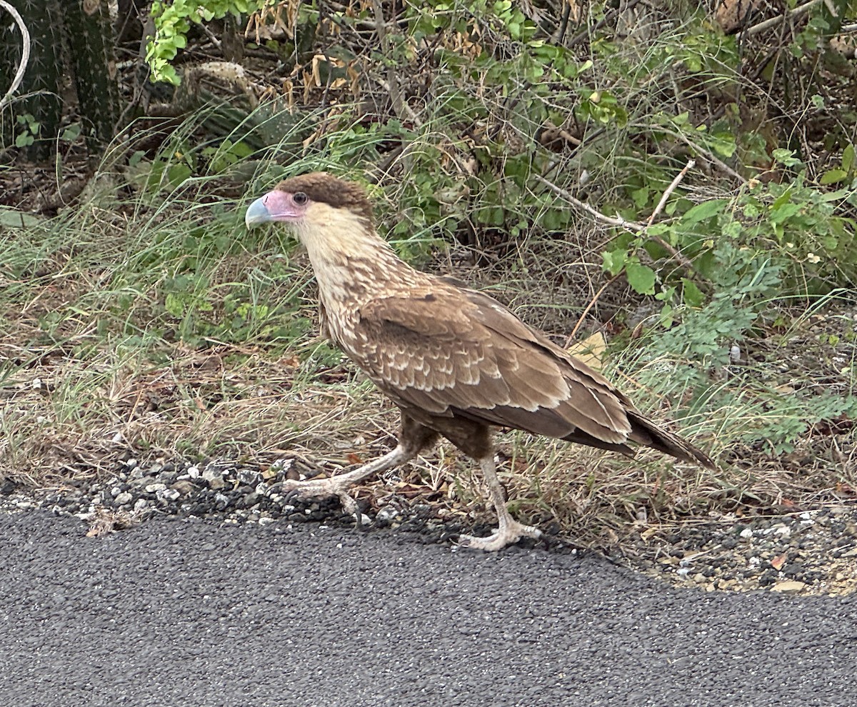 karančo jižní - ML647104297