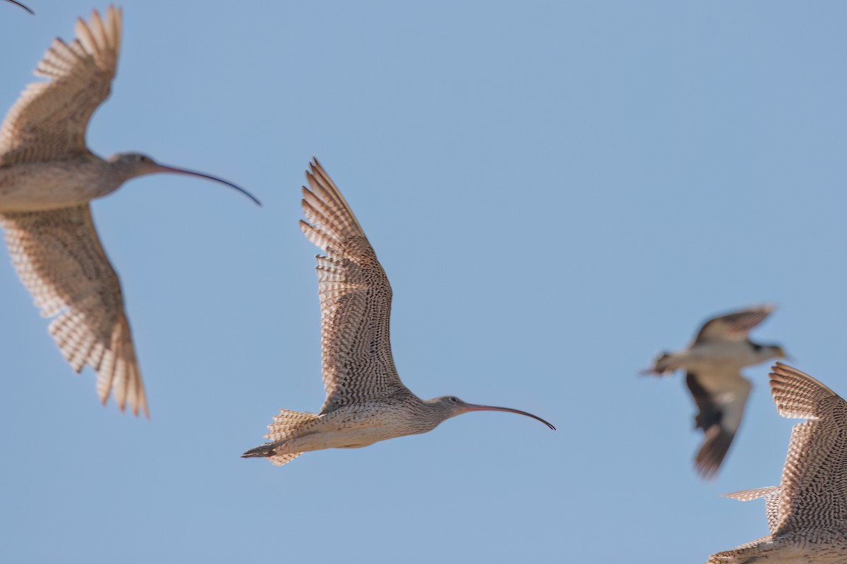 Zarapito Siberiano - ML647104298