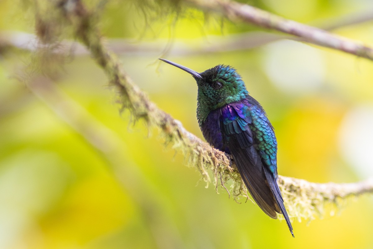 kolibřík vidloocasý [skupina fannyae] - ML647104299