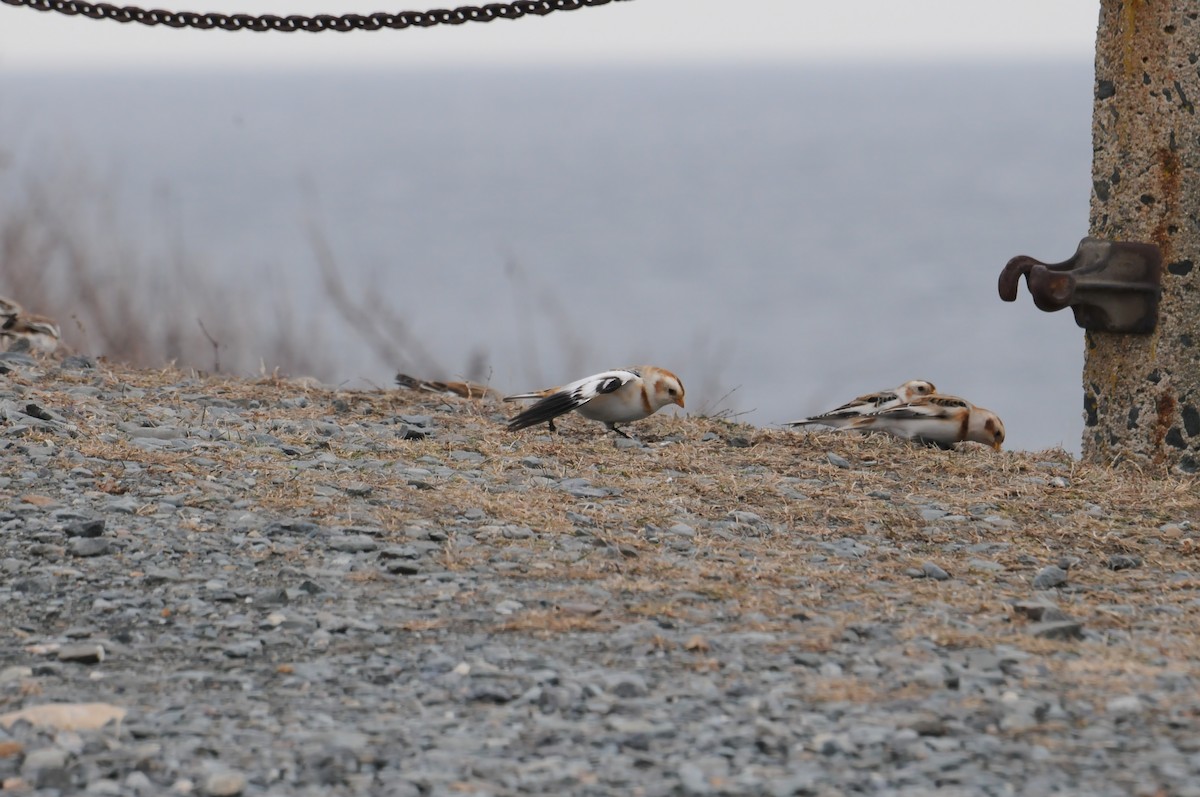 sněhule severní - ML647104300