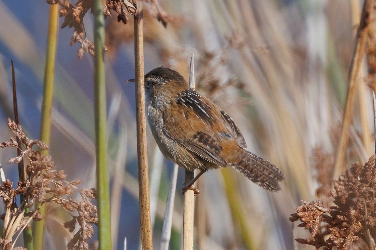 střízlík bažinný - ML647104301