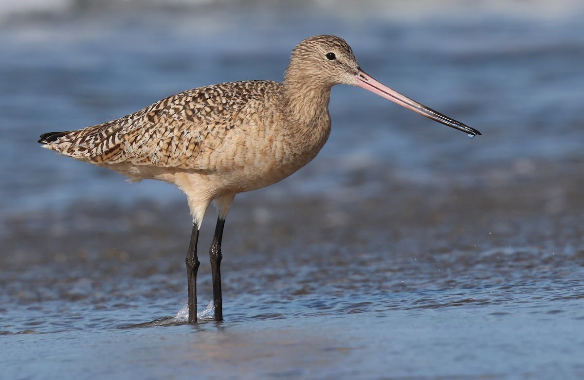 břehouš velký - ML647104302