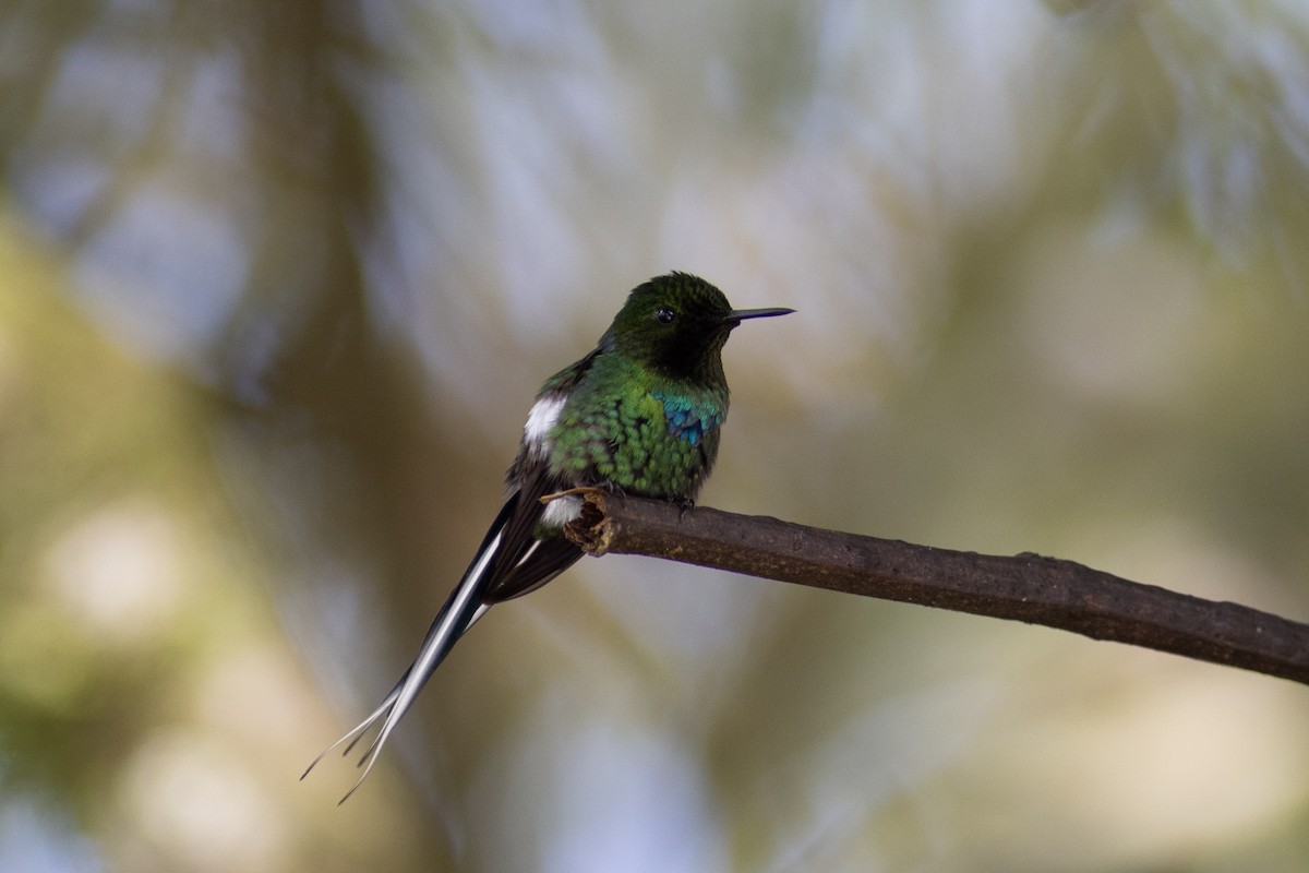 kolibřík trnoocasý - ML647104303