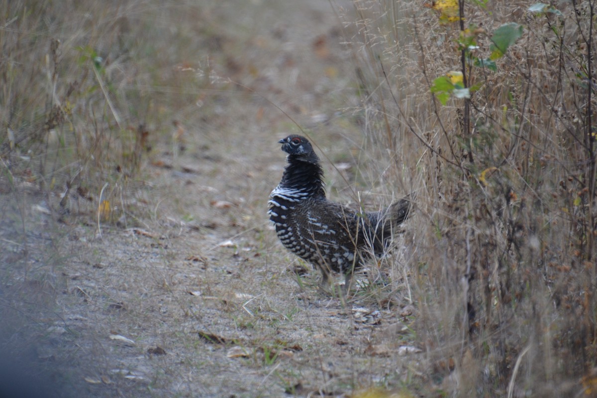 Spruce Grouse - ML647104305