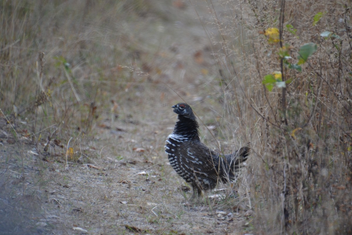 granjerpe - ML647104306