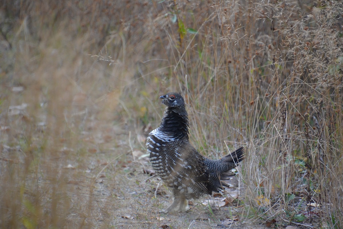 Spruce Grouse - ML647104307