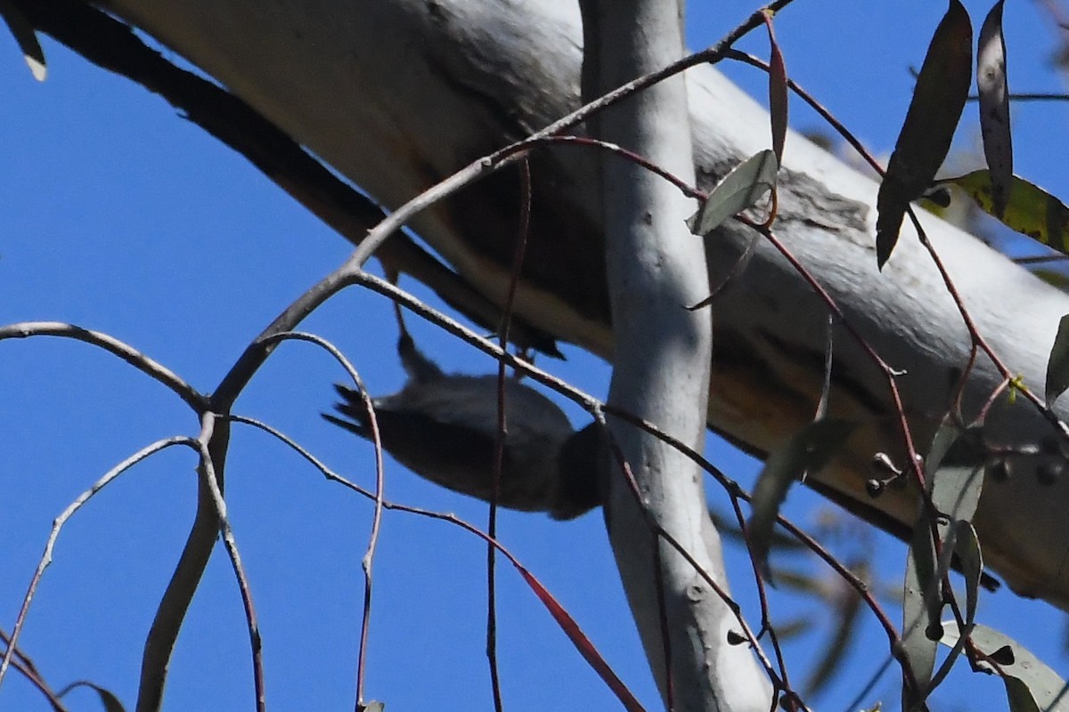 brhlíček proměnlivý - ML647104309