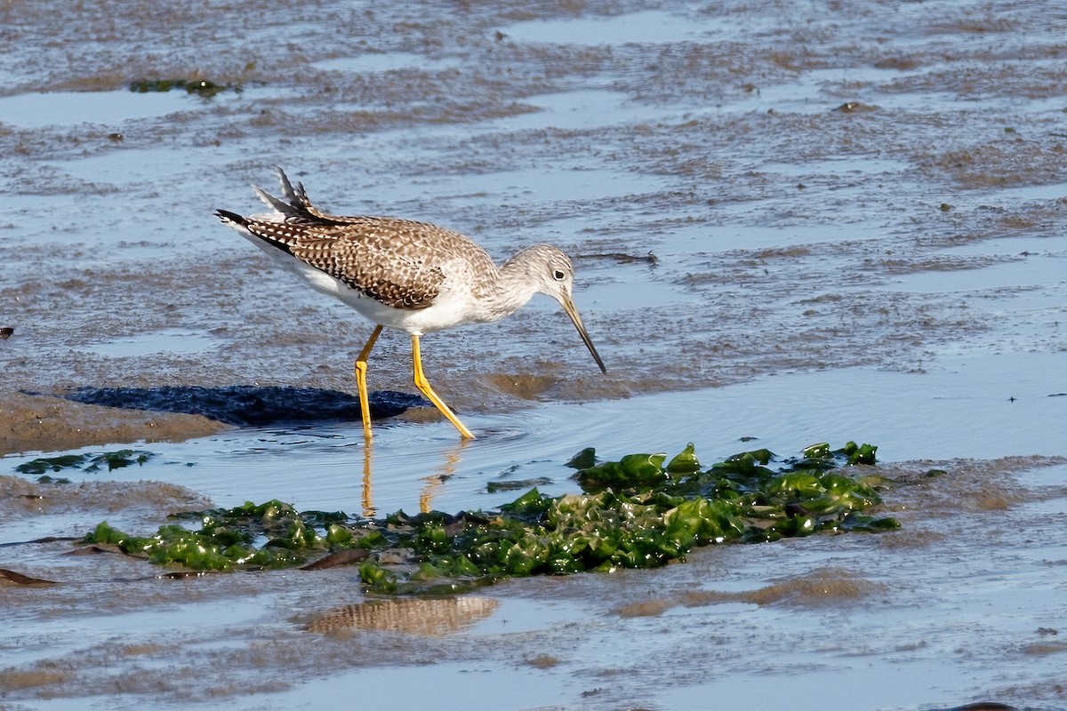 vodouš velký - ML647104310