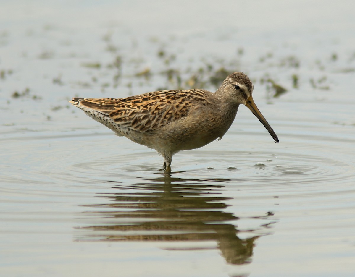 Agujeta Gris - ML647104311