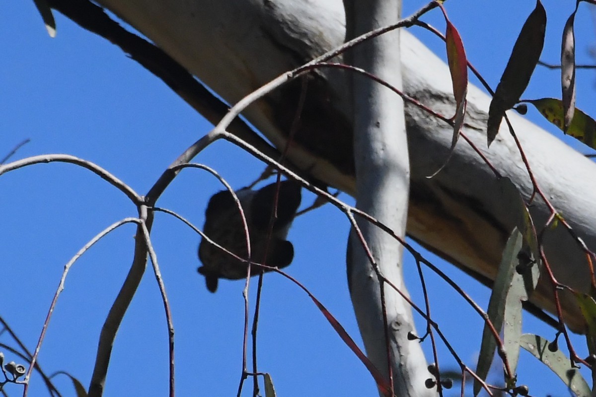 brhlíček proměnlivý - ML647104312