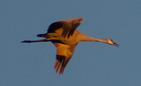 jeřáb kanadský - ML647104315