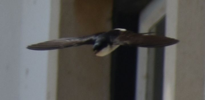 jiřička obecná - ML647104316