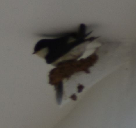 jiřička obecná - ML647104317