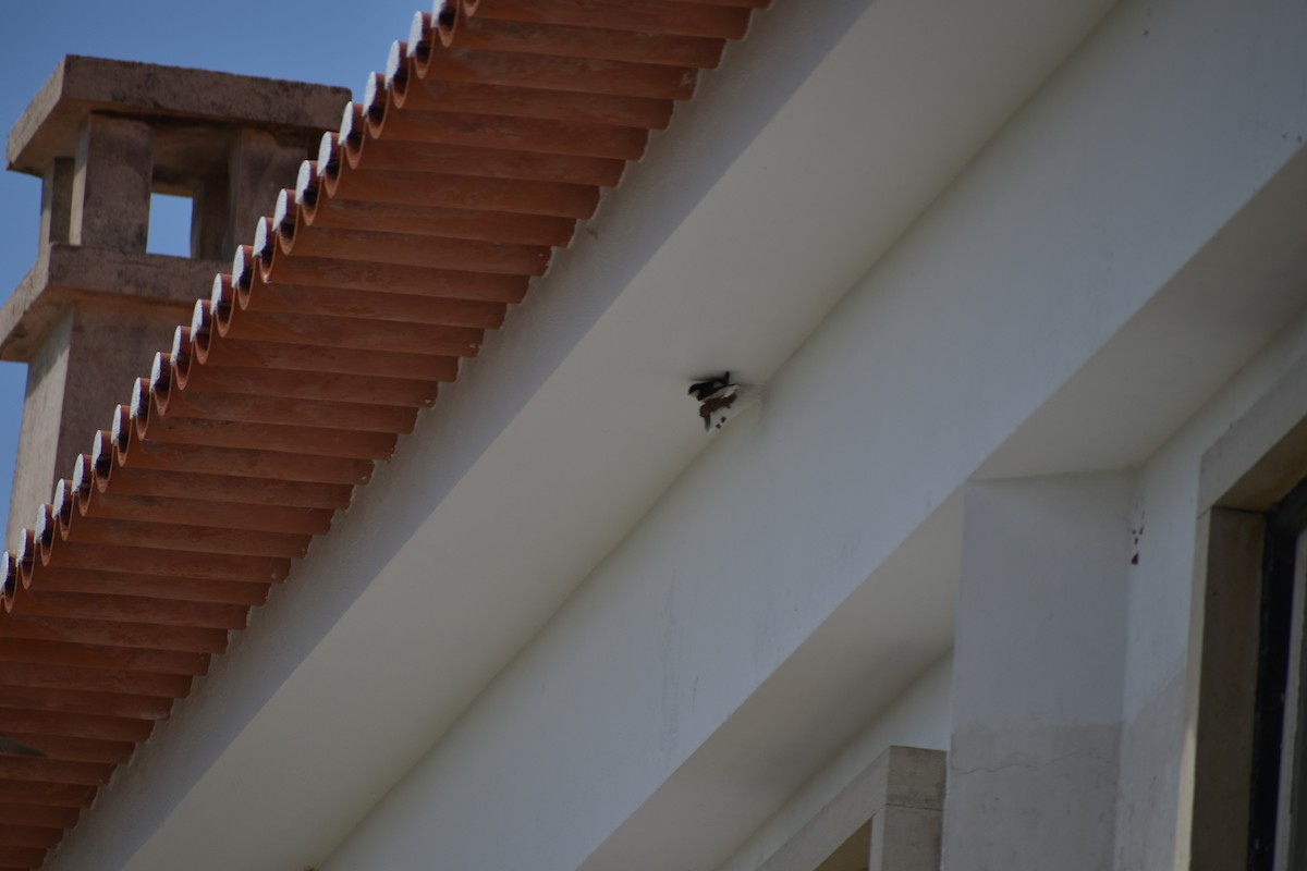 jiřička obecná - ML647104318