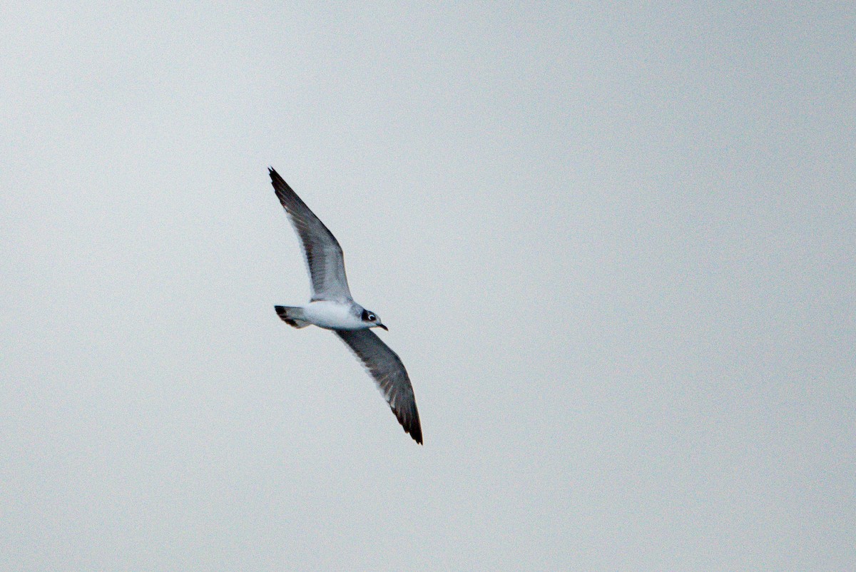 racek vnitrozemský - ML647104319