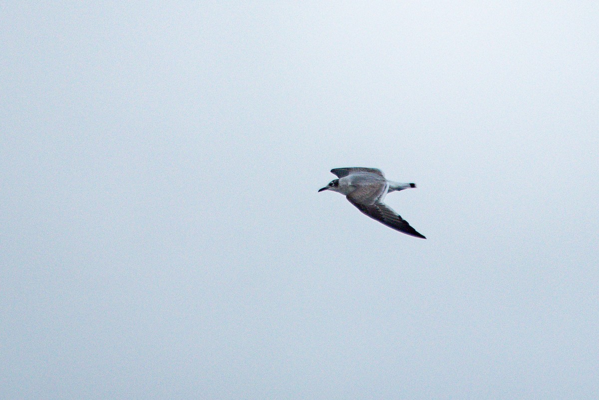 racek vnitrozemský - ML647104320