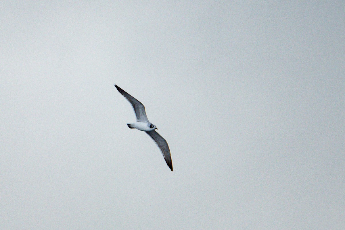 racek vnitrozemský - ML647104321