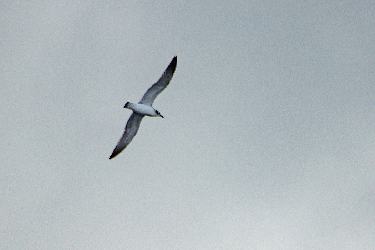 racek vnitrozemský - ML647104322