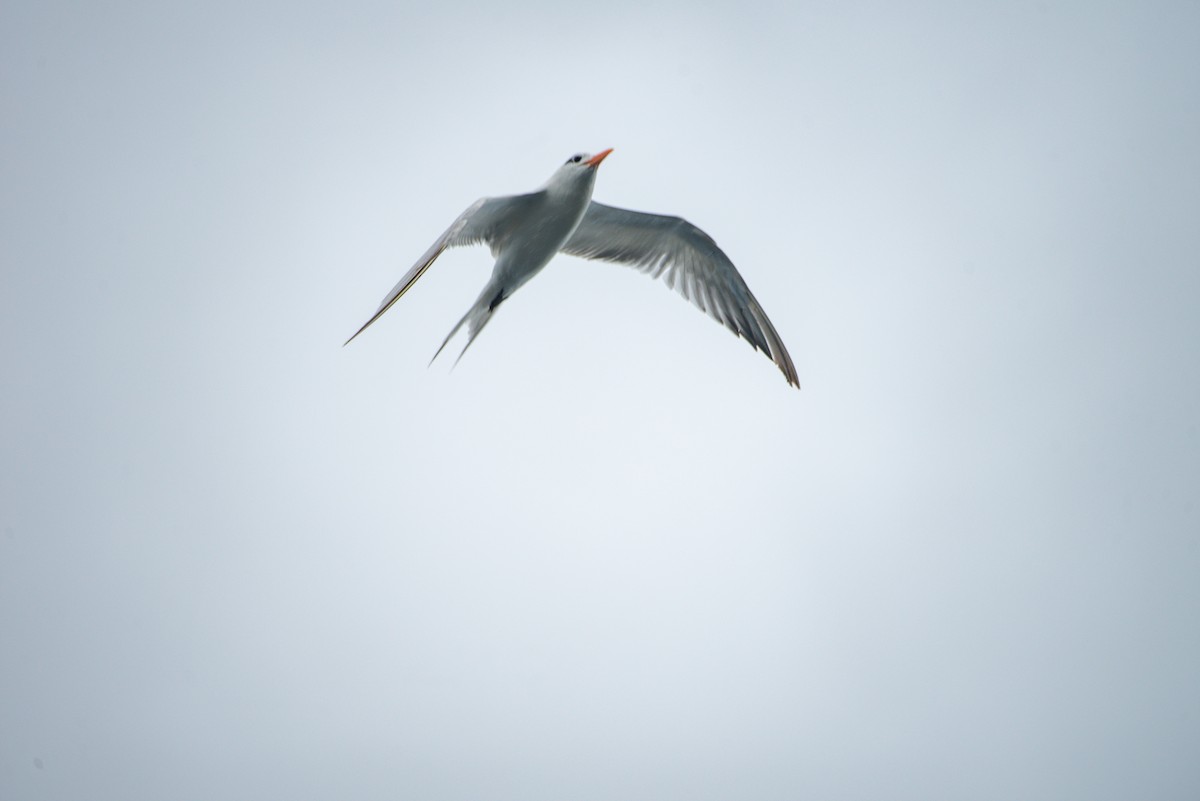 racek vnitrozemský - ML647104323