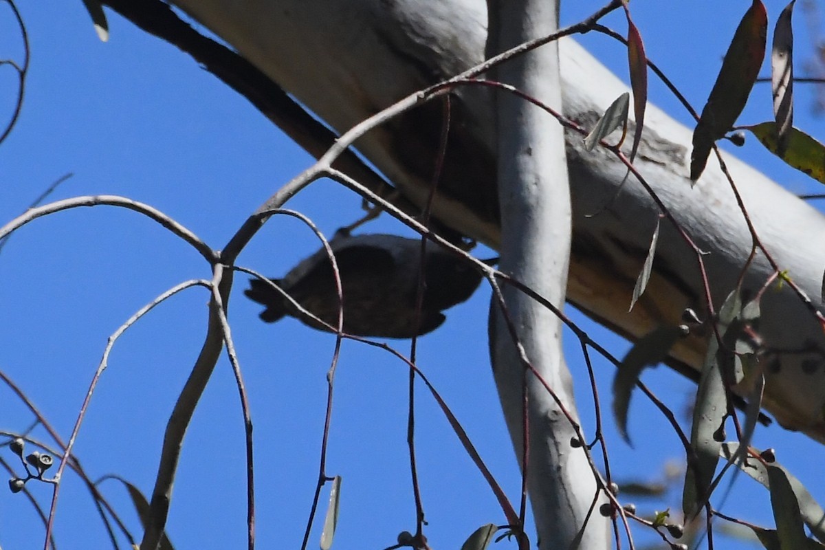 brhlíček proměnlivý - ML647104324