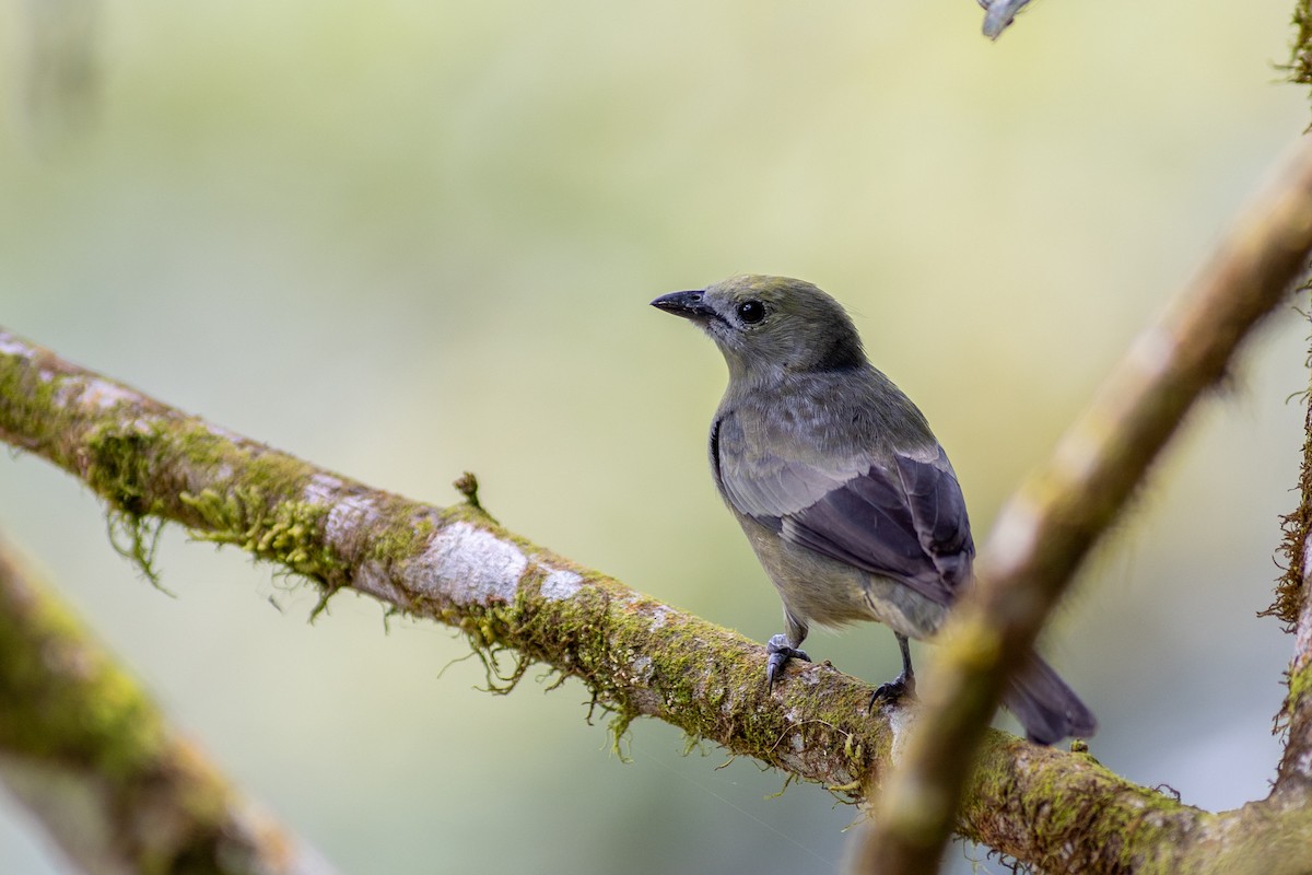 Palm Tanager (Violaceous) - ML647104325