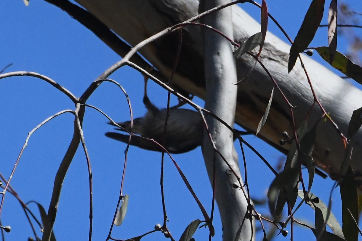 brhlíček proměnlivý - ML647104326