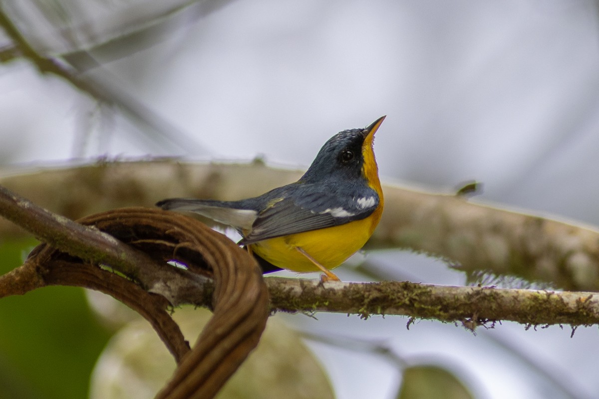 Tropical Parula - ML647104327