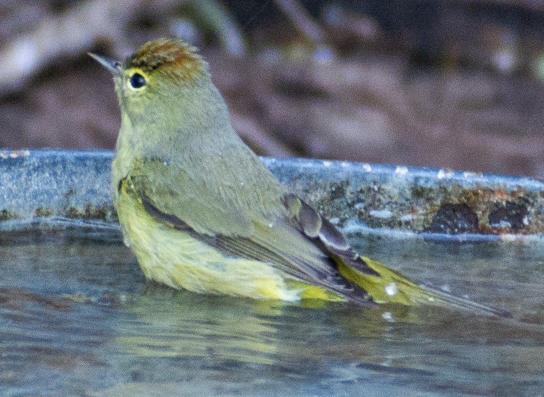 lesňáček hvězdičkový - ML647104328