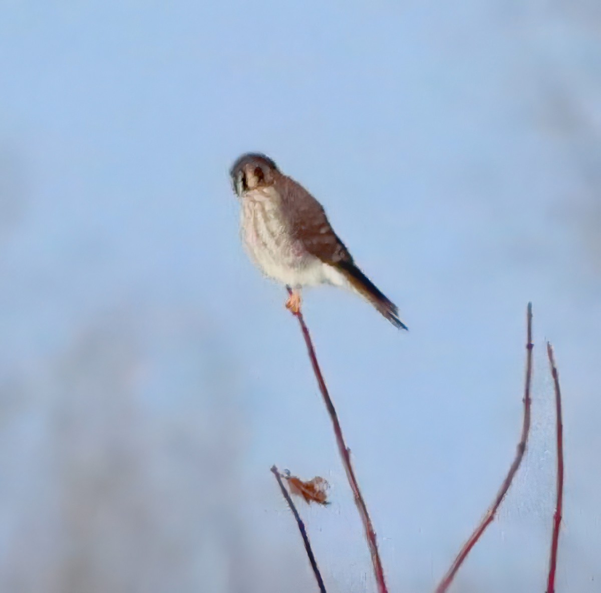 poštolka pestrá - ML647104329