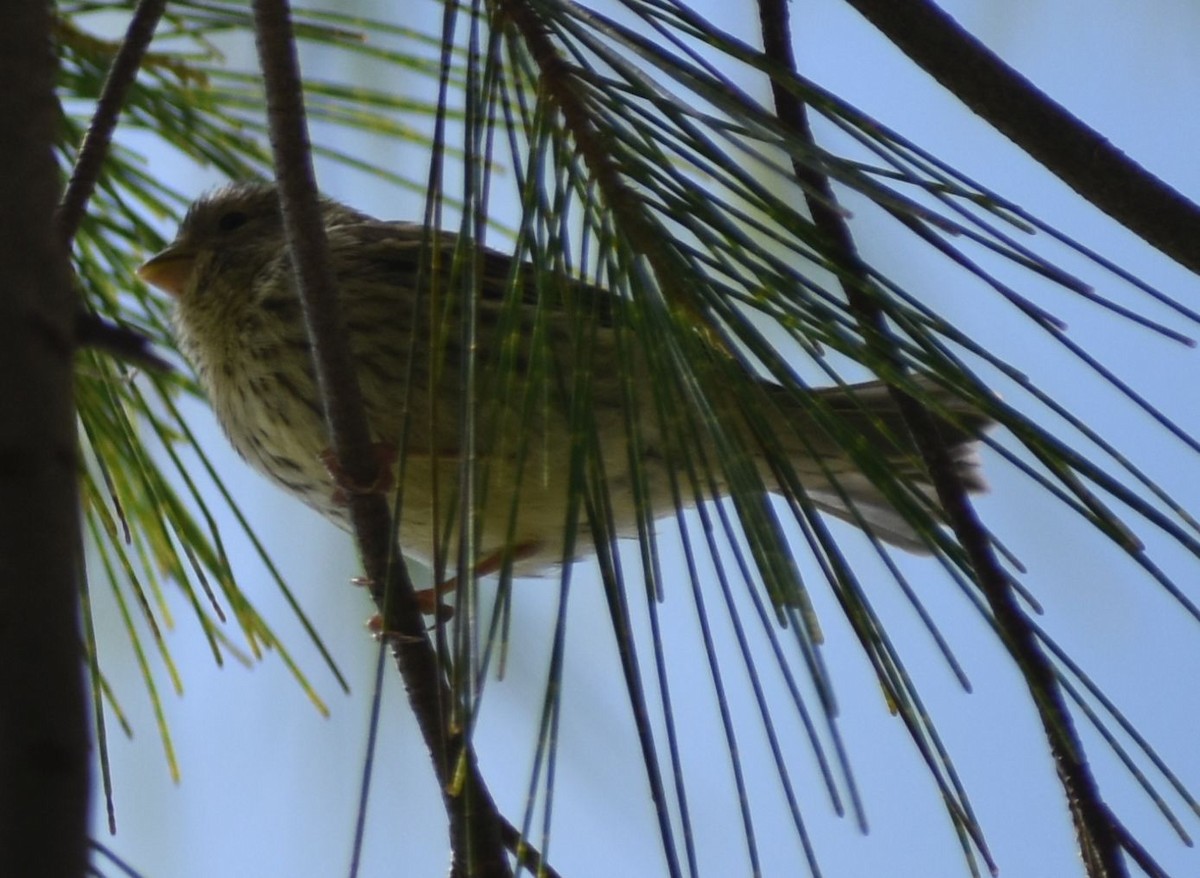 zvonohlík zahradní - ML647104330