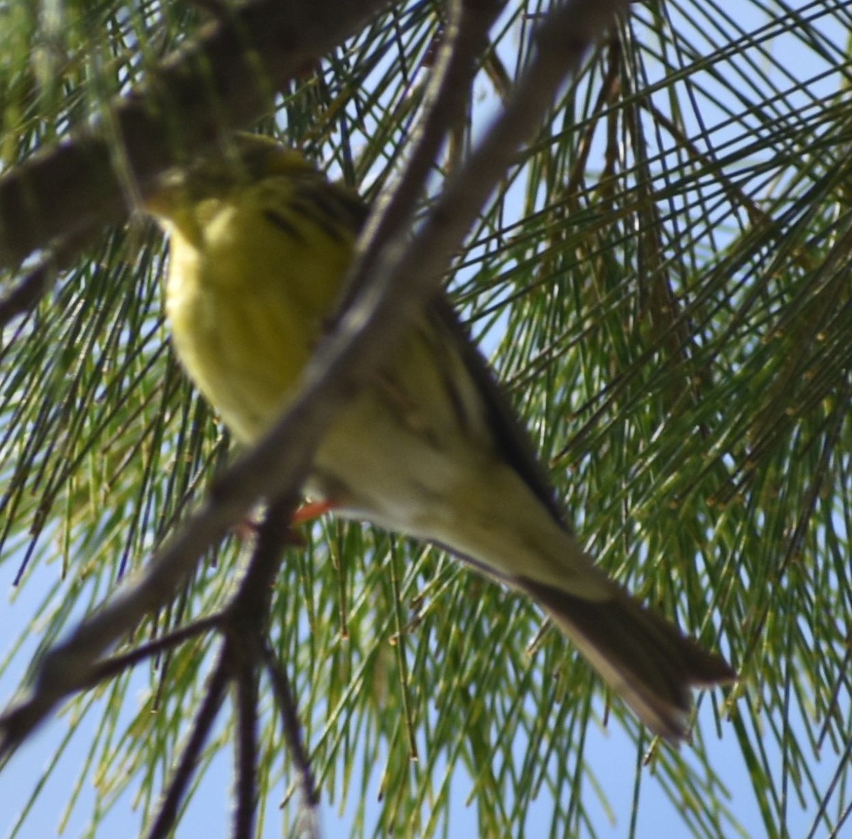 zvonohlík zahradní - ML647104331