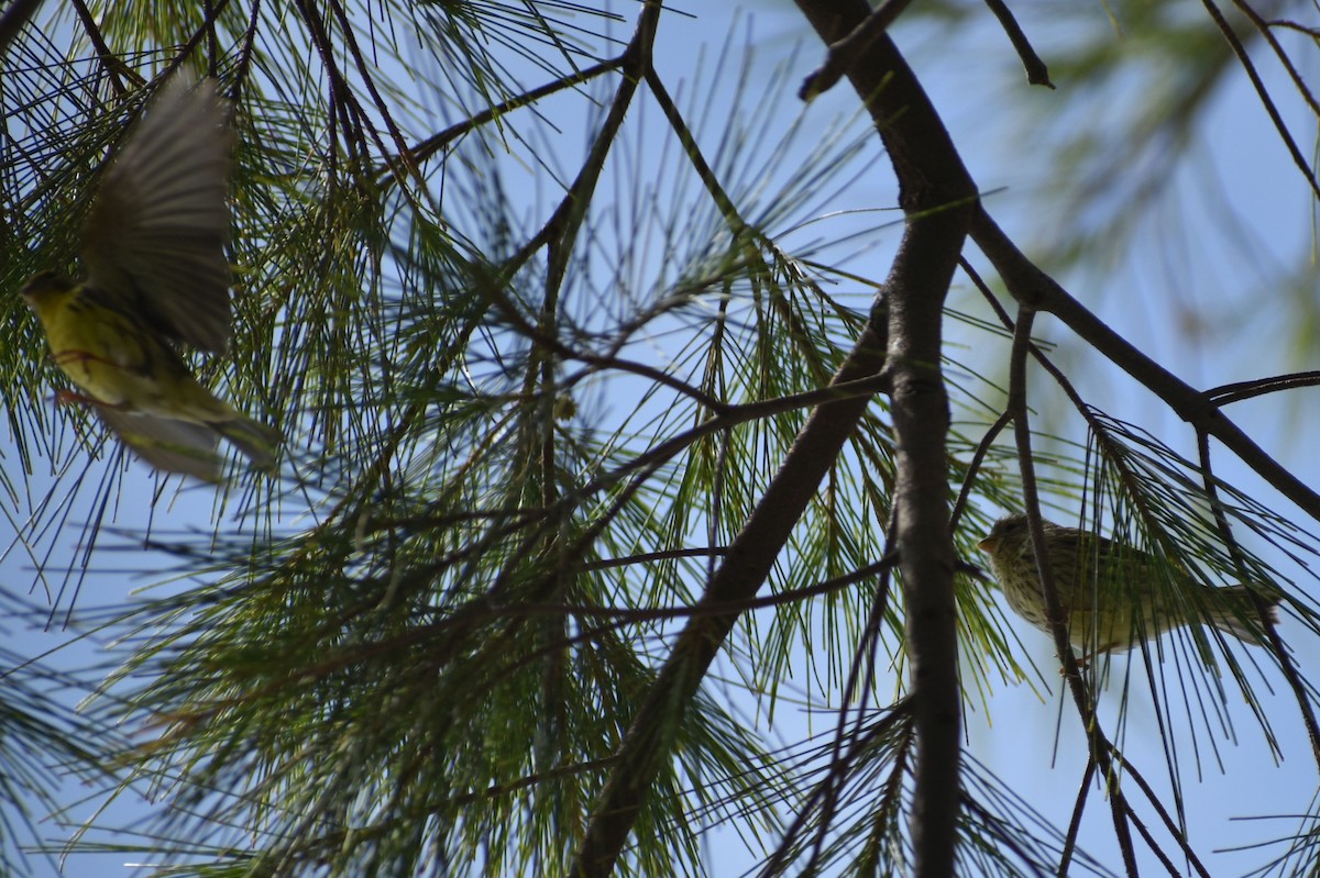 zvonohlík zahradní - ML647104332