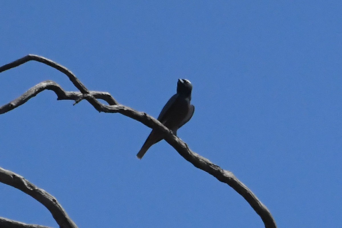 lasolet bělobrvý - ML647104333