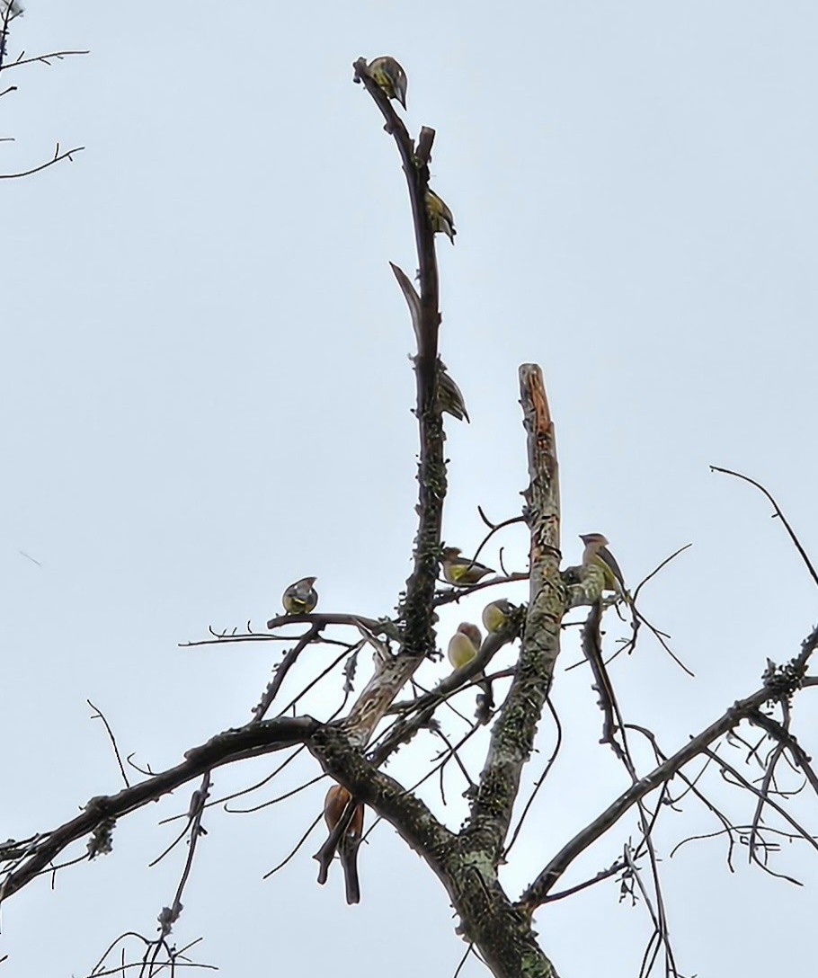 brkoslav americký - ML647104334