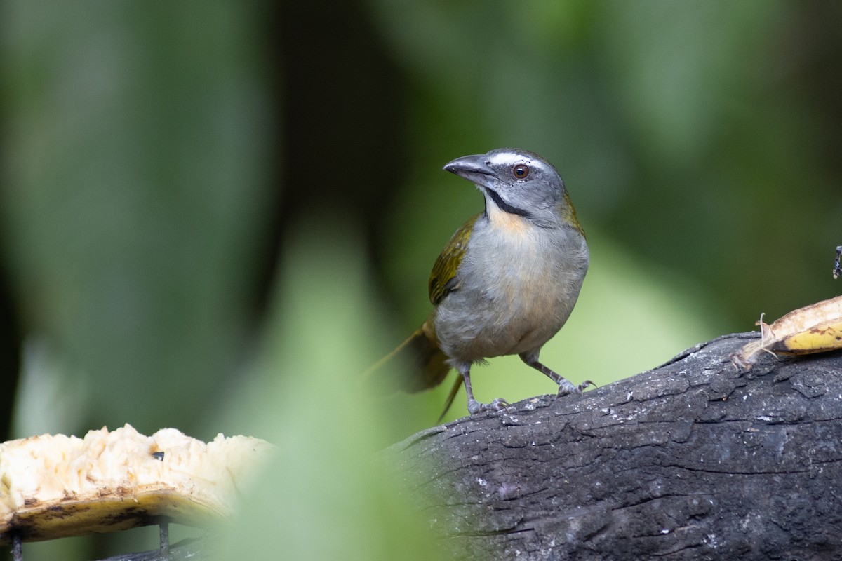 マミジロイカル - ML647104339