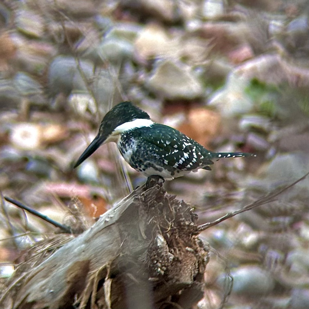 grønnisfugl - ML647104341