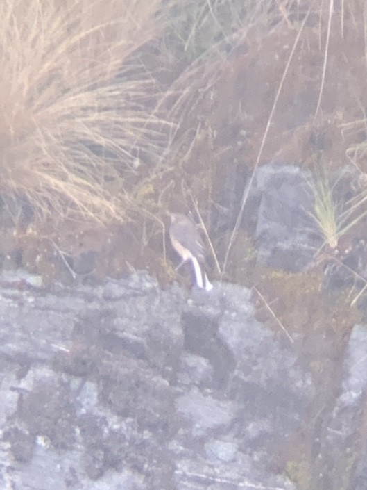 Black-billed Shrike-Tyrant - ML647104343