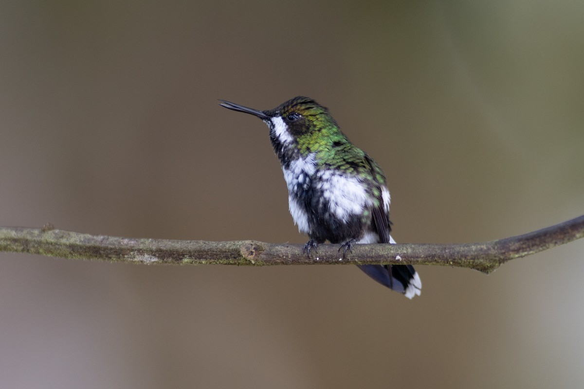 ミドリトゲオハチドリ - ML647104344