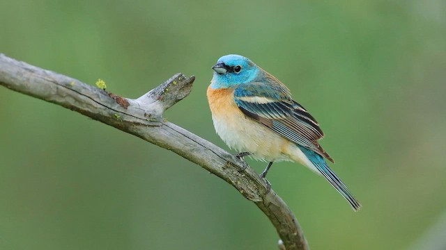 Lazuli Bunting - ML647104347