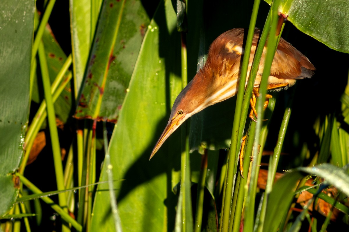 Least Bittern - ML647104348